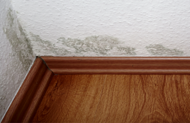 Benefits Of Hiring A Professional Mold Inspector